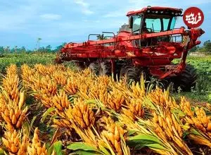 ببینید| زردچوبه چگونه در هند کشت، برداشت و فرآوری می شود؟