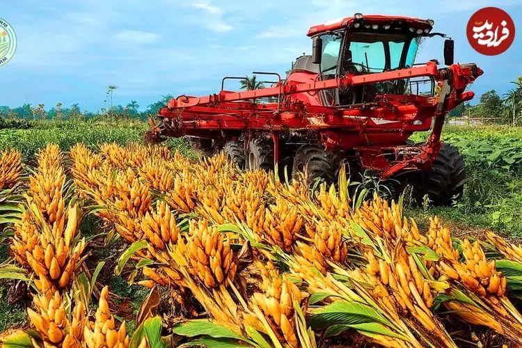 ببینید| زردچوبه چگونه در هند کشت، برداشت و فرآوری می شود؟