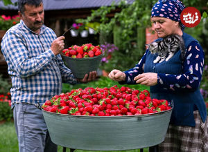 (ویدئو) نحوه پخت مربا و کیک با توت فرنگی به روش مادربزرگ آذربایجانی