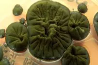 راز عجیب قارچ چرنوبیل چیست و چگونه با محیط سازگار شده‌اند؟