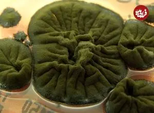 راز عجیب قارچ چرنوبیل چیست و چگونه با محیط سازگار شده‌اند؟