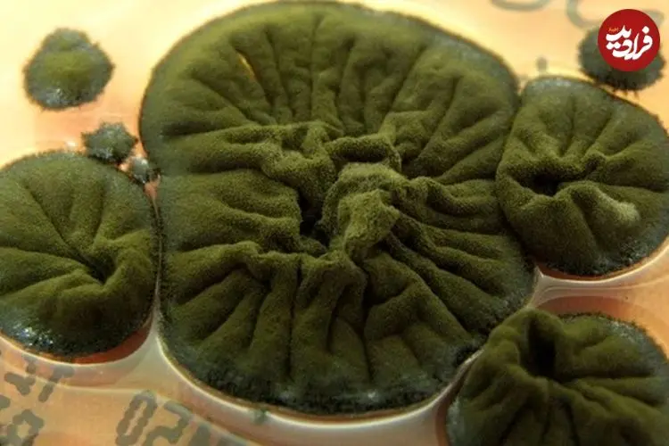 راز عجیب قارچ چرنوبیل چیست و چگونه با محیط سازگار شده‌اند؟