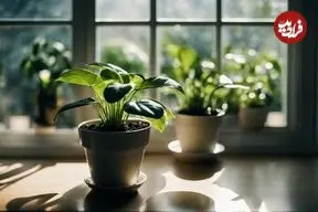گیاهان می‌توانند از گرد و غبار موجود در هوا تغذیه کنند