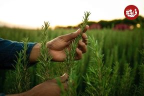 فواید رزماری و روش نگهداری از گیاه رزماری