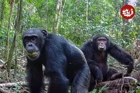 جنگ داخلی در دنیای شامپانزه‌ها؛ اعضای یک قبیله دوستان سابق خود را کشتند