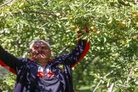 ( تصاویر) برداشت آلو در روستای «حیدره قاضی خان» - همدان
