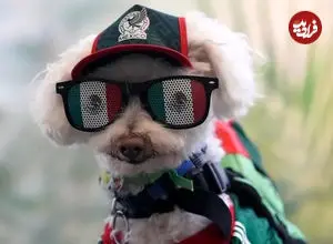 ببینید| سگ دوچرخه‌سواری که ستاره غیرمنتظره جام جهانی شد