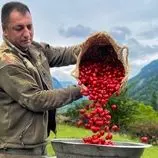 ببینید| غذای روستایی در آذربایجان؛ پخت یک غذای سنتی با برنج، گوشت و زغال اخته 