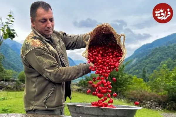 ببینید| غذای روستایی در آذربایجان؛ پخت یک غذای سنتی با برنج، گوشت و زغال اخته 