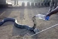(ویدئو) لحظه آب خوردن دیدنی یک مار سمی از قمقمه یک طبیعت گرد
