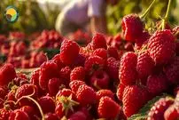 ببینید| چگونه کشاورزان آمریکایی صدها تن تمشک را برداشت می کنند؟