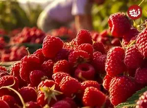 ببینید| چگونه کشاورزان آمریکایی صدها تن تمشک را برداشت می کنند؟