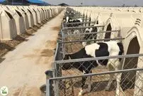 (ویدئو) فرآیند دیدنی پرورش و فرآوری گوشت و شیر میلیون ها گاو به روش مدرن چینی ها
