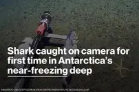 ببینید| ثبت نخستین تصویر از کوسه در اقیانوس جنوبگان
