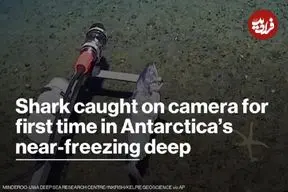 ببینید| ثبت نخستین تصویر از کوسه در اقیانوس جنوبگان