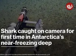 ببینید| ثبت نخستین تصویر از کوسه در اقیانوس جنوبگان