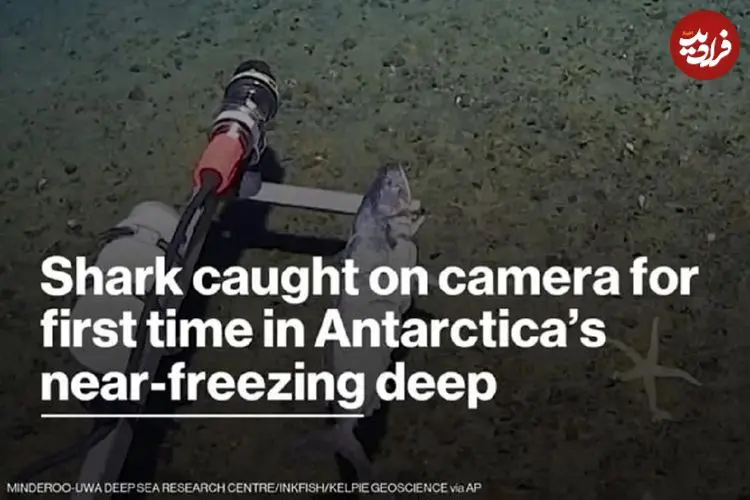 ببینید| ثبت نخستین تصویر از کوسه در اقیانوس جنوبگان