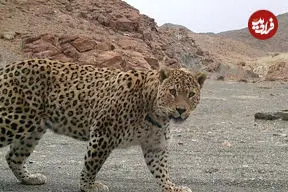 ببینید| پلنگ ایرانی و کوه پیمایی در میان برف