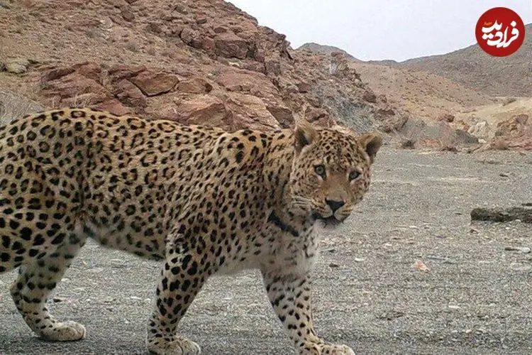 ببینید| پلنگ ایرانی و کوه پیمایی در میان برف