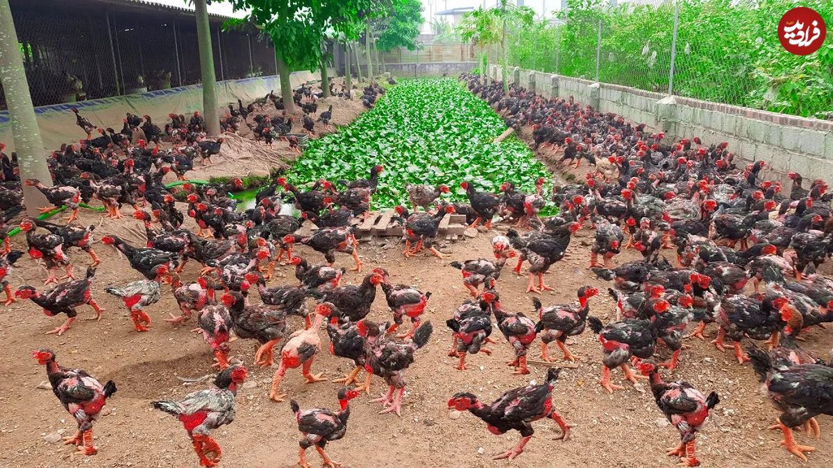 (ویدئو) ویتنامی ها به این شکل مرغ و تخم مرغ محلی شان را تامین می کنند