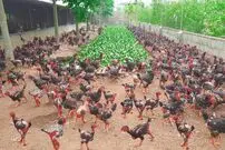 (ویدئو) ویتنامی ها به این شکل مرغ و تخم مرغ محلی شان را تامین می کنند