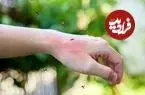 تصاویر| ۵ گیاه معطر که پشه‌ها را از شما دور می‌کنند