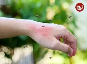 تصاویر| ۵ گیاه معطر که پشه‌ها را از شما دور می‌کنند