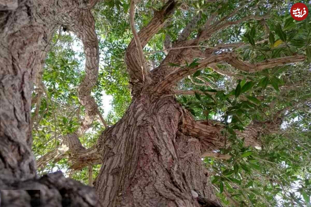 تصاویر؛ درخت کنوکارپوس؛ مقاومترین درخت دنیا که همیشه سبز است و زیرساختهای ایران را نابود و مردم را بیمار کرد!