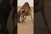 (ویدئو) وقتی شتر برای صاحب اش به سیم آخر می زند