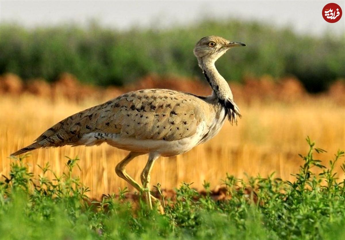 (ویدیو) حضور پرنده‌ در معرض خطر انقراض در طبیعت خراسان شمالی