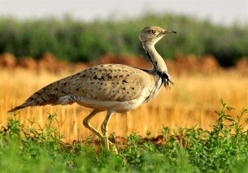 (ویدیو) حضور پرنده‌ در معرض خطر انقراض در طبیعت خراسان شمالی