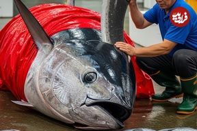 ببینید؛ برش تماشایی و ماهرانه ماهی تن غول پیکر 485 کیلوگرمی توسط ماهی فروش تایوانی