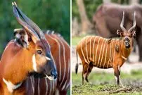 ببینید| بانگو، زیباترین بزکوهی دنیا