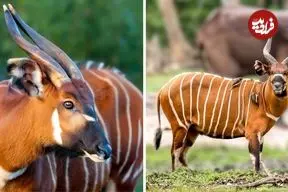 ببینید| بانگو، زیباترین بزکوهی دنیا