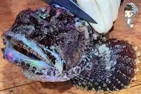 ببینید| غذای خیابانی در کره؛ برش و تهیه ساشیمی با عقرب ماهی در پوهانگ