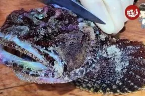 ببینید| غذای خیابانی در کره؛ برش و تهیه ساشیمی با عقرب ماهی در پوهانگ