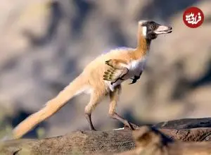 ببینید| کشف فسیل «شگفت‌انگیز» دایناسوری به اندازه کلاغ