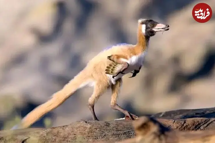 ببینید| کشف فسیل «شگفت‌انگیز» دایناسوری به اندازه کلاغ