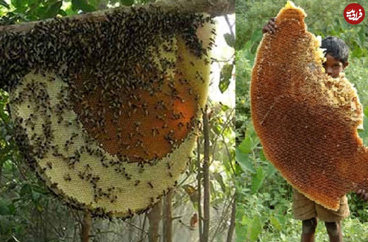 (ویدئو) برداشت حیرت انگیز عسل طبیعی از کوهستان های جنگلی
