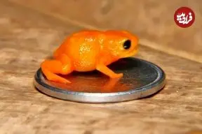 تصاویر؛ کشف وزغ مینیاتوری با ظاهری شبیه به کدو حلوایی با نام رئیس‌جمهور برزیل