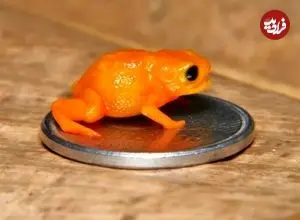 تصاویر؛ کشف وزغ مینیاتوری با ظاهری شبیه به کدو حلوایی با نام رئیس‌جمهور برزیل