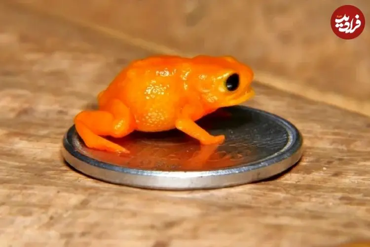 تصاویر؛ کشف وزغ مینیاتوری با ظاهری شبیه به کدو حلوایی با نام رئیس‌جمهور برزیل