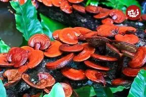 یک قارچ سنتی برای سلامت و رفع پوکی استخوان