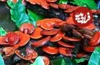 یک قارچ سنتی برای سلامت و رفع پوکی استخوان