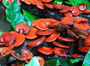 یک قارچ سنتی برای سلامت و رفع پوکی استخوان
