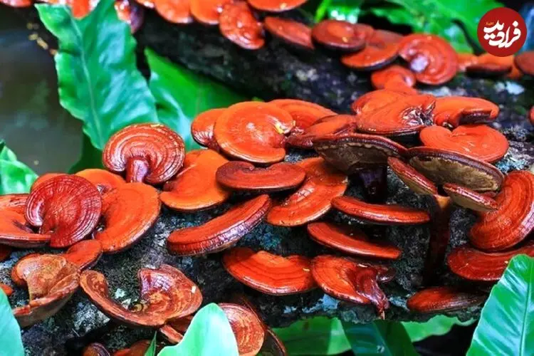 یک قارچ سنتی برای سلامت و رفع پوکی استخوان