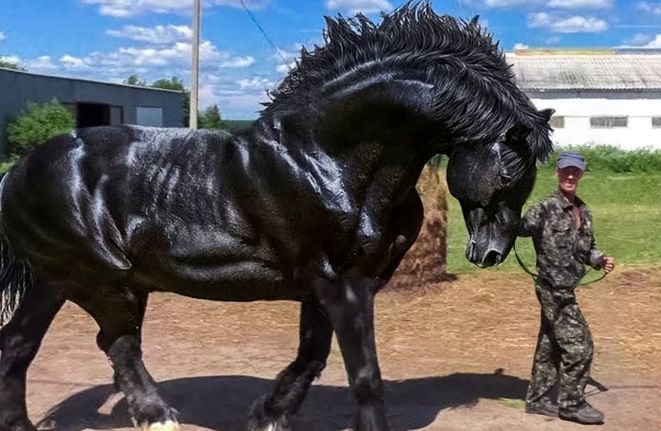 (ویدئو) قوی ترین اسب های جهان؛ قدرت این اسب ها شما را حیرت زده می کند