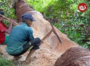 (ویدئو) ببینید اندونزیایی ها چگونه با مغز درخت نخل غذا درست می کنند!