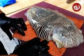 ببینید| غذای خیابانی در ویتنام؛ برش و پخت غذاهای مختلف با ماهی مرکب در هانوی