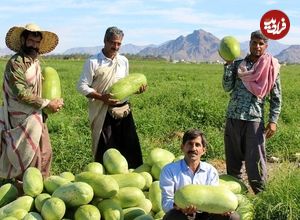 (ویدئو) برداشت زمستانه هندوانه در جنوب کشور